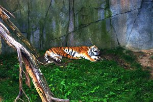 Sleeping Tiger